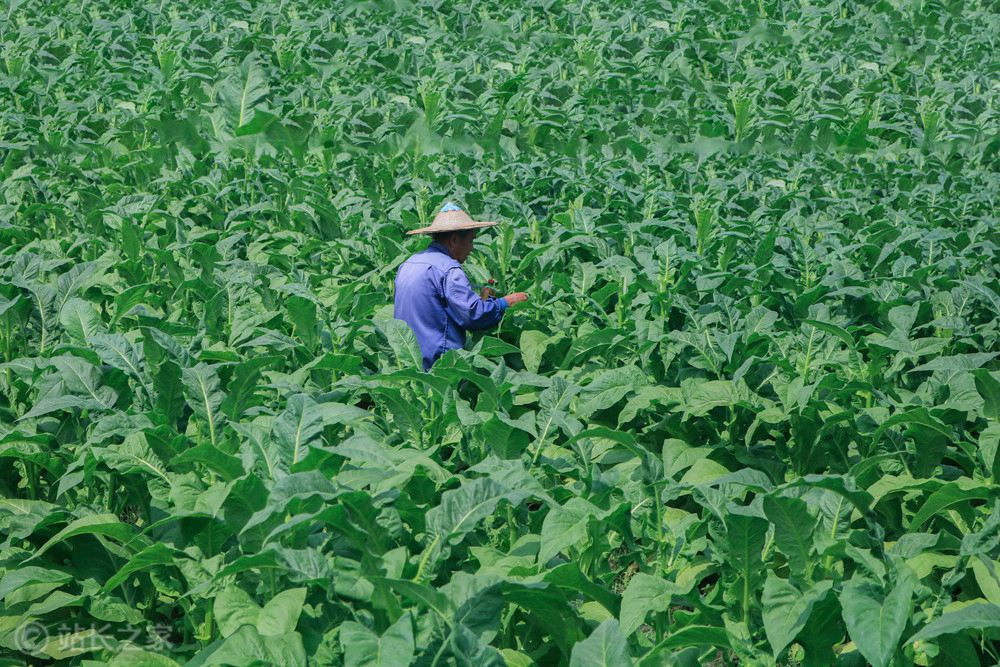 中国中化推出国内首个农业种植综合大模型 赋能农业数字化发展