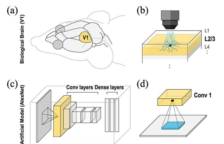 受脑启发的Lp-Convolution技术：灵活聚焦关键信息提升机器视觉准效