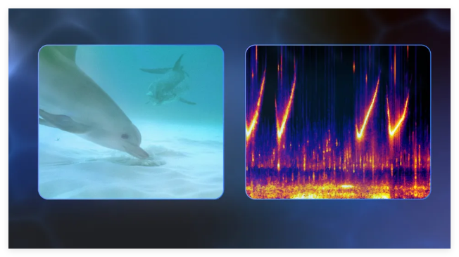 谷歌DeepMind发布新型DolphinGemma AI模型 助力海豚沟通解读与海洋生物重要研究进展